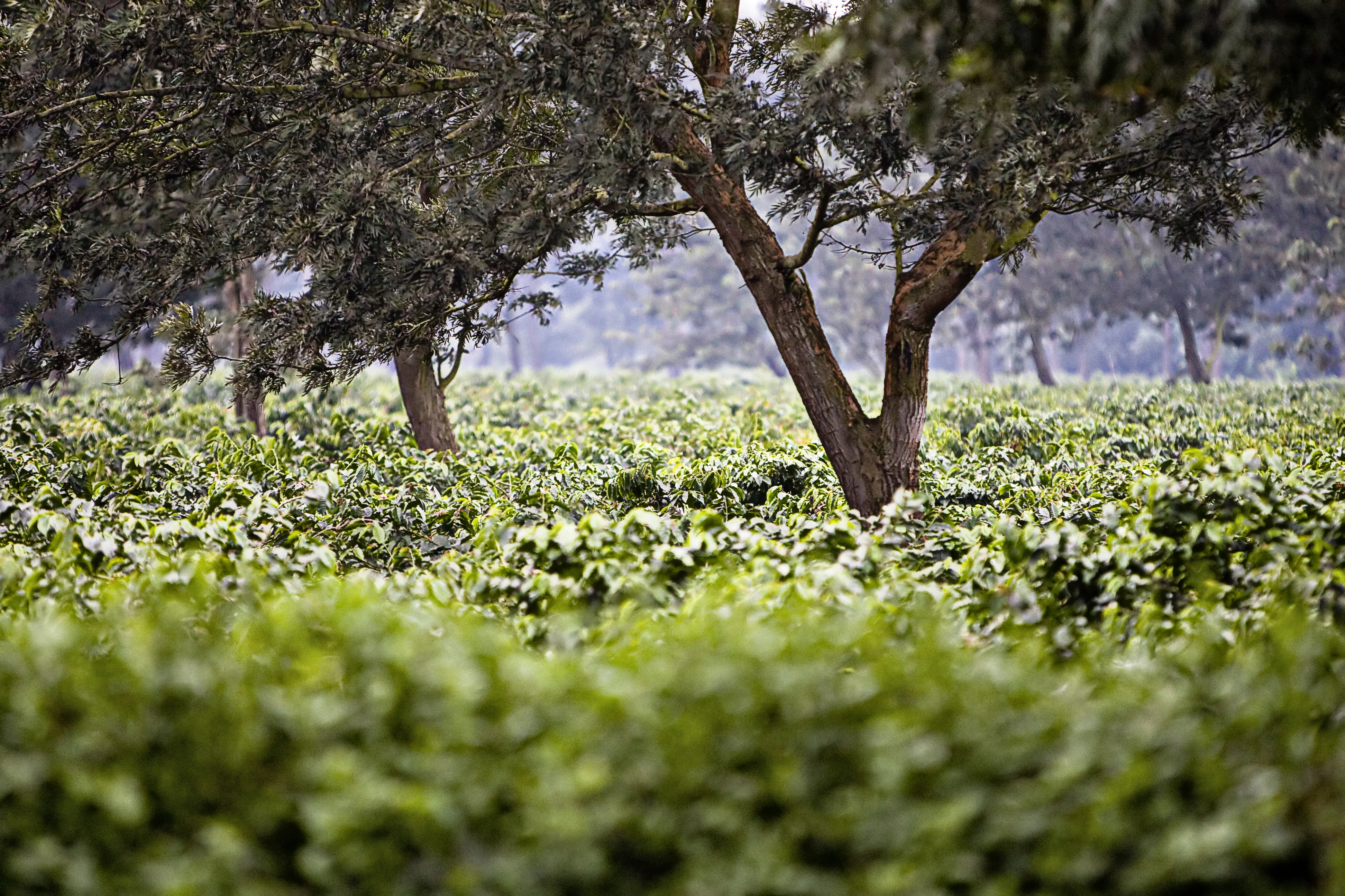 Coffee farm plantation in Africa showing sustainable farming practices